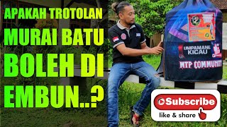 apakah MURAI BATU TROTOLAN boleh di embun 🔴 pertumbuhan mental akan baik apa bila burung sehat