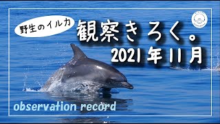 【観察きろく】飛び跳ねて泳ぐイルカたち