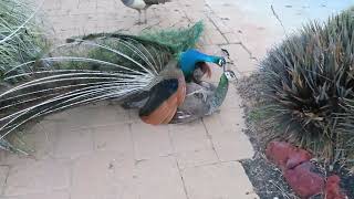 Peacock Mating 23
