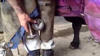 Will Farrier nailing horseshoes on miniature horse