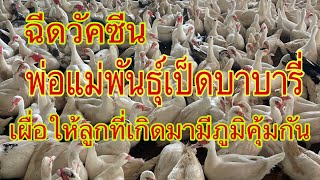 ลงวัคซีนเป็ดพ่อแม่พันธุ์บาบารี่ที่ฟาร์ม