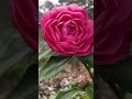 喬伊 茶花 camellia