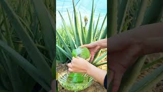 techniques for harvesting aloe vera manually #shorts #farming #agriculture