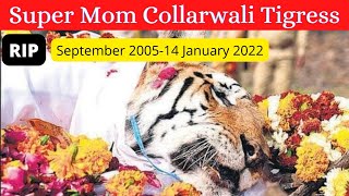 Super Mom CollarWali Tigress died at age of 17 | Collarwalis memory