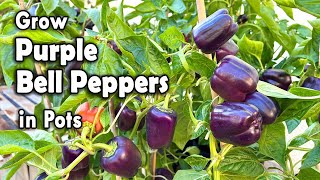 Grow Beautiful Purple Bell Peppers from Seed | Step by step guide on how to grow Bell Pepper in pots