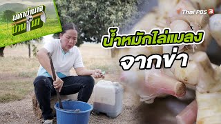 น้ำหมักไล่แมลงจากข่า | สูตรลับฉบับบ้านนา