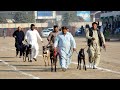 Semi Final Greyhound Dreby imported Greyhound | 08-12-2022 | Agriculture University Faisalabad #dog