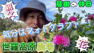 【世羅高原】親父が満開の花に囲まれてご満悦【ダリア＆ガーデンマム】