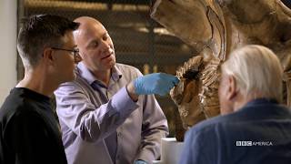 Jumbo's Terrible Toothache | Attenborough and the Giant Elephant | BBC America