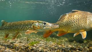 Pike vs Carp - Giant Predator Takes on Heavyweight Fish
