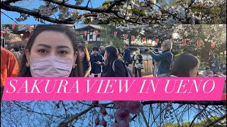 Vlog#132 🇯🇵SAKURA VIEW IN UENO PARK