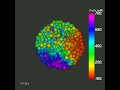 spatially organized β cell subpopulations control electrical dynamics across islets of langerhans