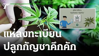 คนแห่ลงทะเบียนปลูกกัญชากว่า 1 แสนราย | 09-06-65 | ข่าวเย็นไทยรัฐ