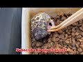 17日間エサを食べてくれないアフリカウシガエルが・・・ an african bullfrog that hasn t fed for 17 days...