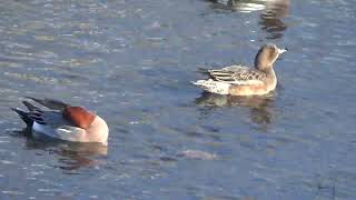 【日本の野鳥】ヒドリガモ Eurasian Wigeon （カモ科）　　＃日本の野鳥＃ヒドリガモ＃カモ科