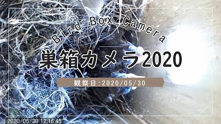 #24 スズメの巣箱 卵が孵化して13日目 成長する2羽のヒナ 2020/05/30