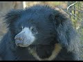 Living with Sloth Bears (Hindi) A Film by Wildlife SOS