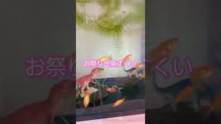 気をつけて❗お祭り金魚すくいやりすぎた結果(+_+) #funny #jelly