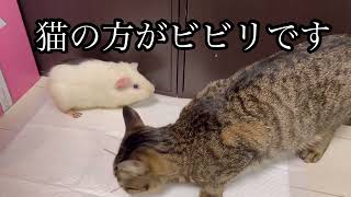 リアル版トムとジェリー