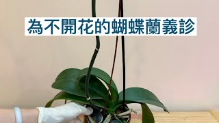 蘭花（45）（國語）蝴蝶蘭不開花的普遍原因