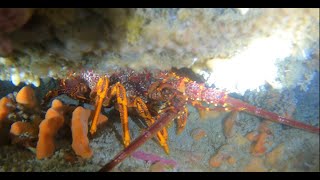 Blanket Bay Diving - Crayfish Opening Season 2021