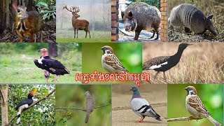 សត្វទាំង១០ប្រភេទនៅកម្ពុជា