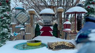 So many birds at our Backyard feeders!!! #birds #nature