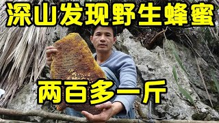 深山发现一窝野生蜂蜜，敲开洞口一看赚大了，掏出的巨货两百多一斤【壮乡小莫】