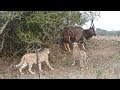 Cheetah vs Nyala Bull - The battle for survival