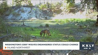 Washington S Grey Wolves Endangered Status Could Change