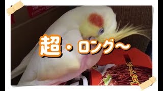 なが～い足かき　超・高速回転させるオカメインコのきなこ