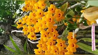 Beautiful Yellow Orchid Flower