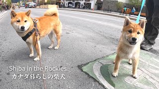 森を抜けて滝へ。柴犬の姉弟を連れてバンフの街を初散歩。【4K】