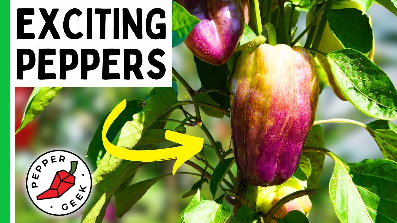 The Most Exciting Peppers For 2024 Youtube