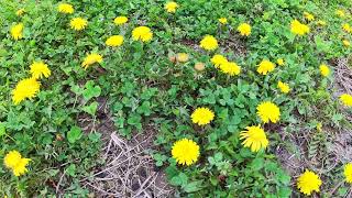 やっと春が来た！ ⑥タンポポの花！ Dandelion.