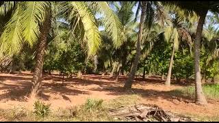 coconult trees land for sale in vizag contact #9989458274