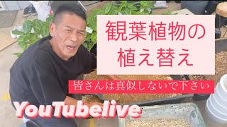 岐阜農場から 観葉植物の植え替え  YouTubelive【おうちでガーデニング】開花園チャンネル