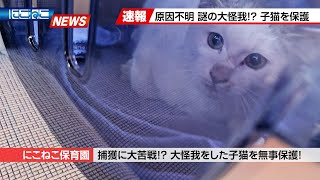 【にこねこ速報】後ろ足を引きずっている子猫を緊急保護しました