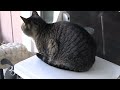 gray cat watches rooster dawn