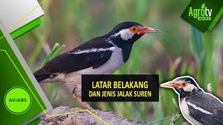 LATAR BELAKANG DAN JENIS JALAK SUREN