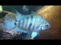 convict cichlid in depth breeding guide What you really need to succeed!