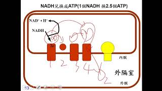 11001選修生物一ch2 2 13學生提問為何電子傳遞鏈會依順序傳遞？為何會運輸質子？一恭