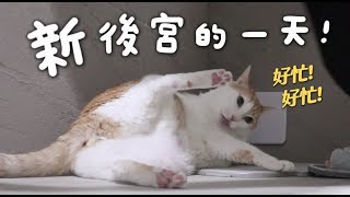 【黃阿瑪的後宮生活】新後宮的一天！