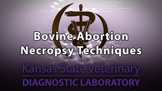 Bovine Abortion Necropsy Techniques