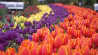 American Tulip Day 2019 - Opening
