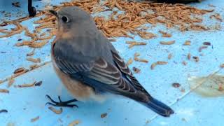 female Eastern Bluebird singing