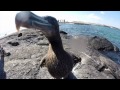 galapagos 2014 lab of ornithology expedition