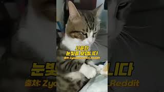 주인에게 꾹꾹이하다 서운해진 고양이