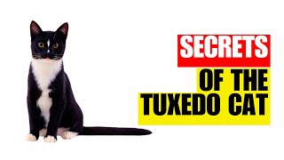 14 Surprising Facts About Tuxedo Cats and Their Unexplainable Behavior!