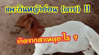 แพะกินหญ้าอ่อน ตาย !! | เกิดจากสาเหตุอะไร ? (เล่าสู่กันฟัง) by ชีลองฟาร์ม